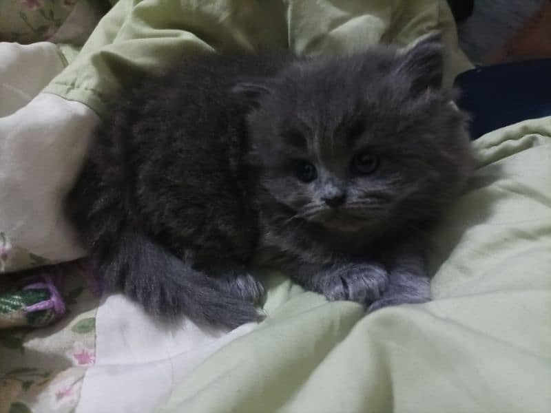 Persian kittens high quality breed 6