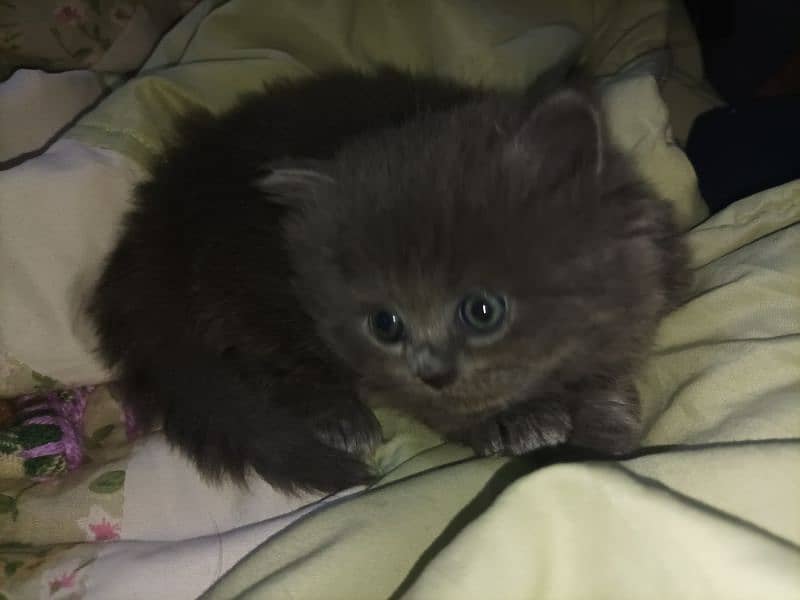 Persian kittens high quality breed 7