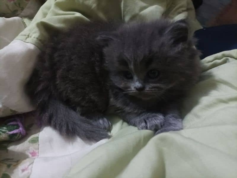 Persian kittens high quality breed 9