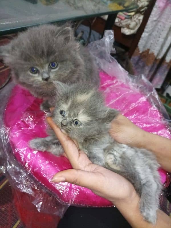 Persian kittens high quality breed 10