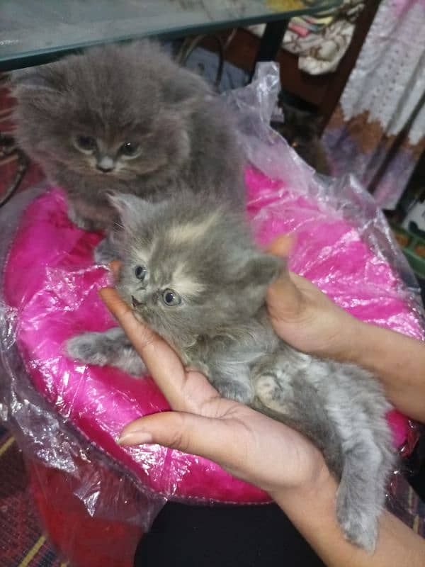 Persian kittens high quality breed 11