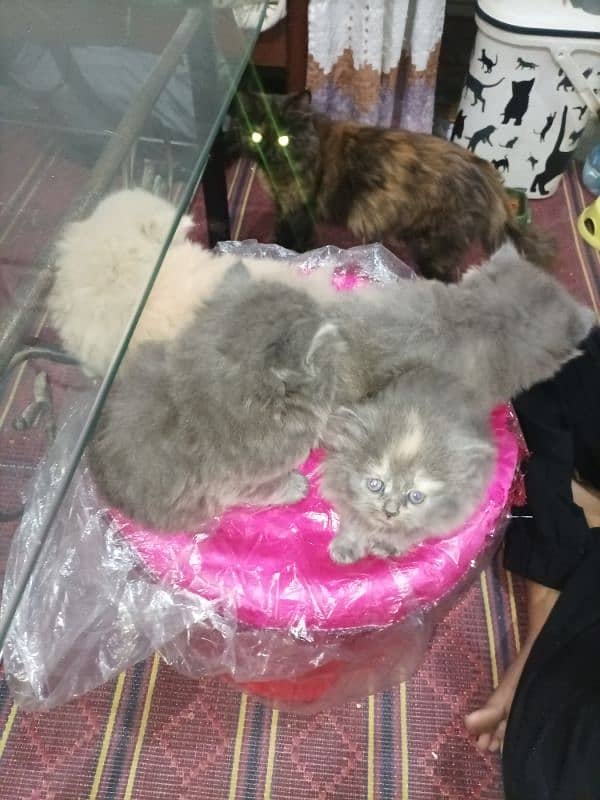 Persian kittens high quality breed 12