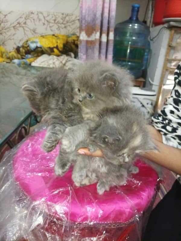 Persian kittens high quality breed 13