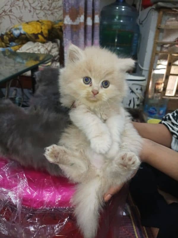 Persian kittens high quality breed 14