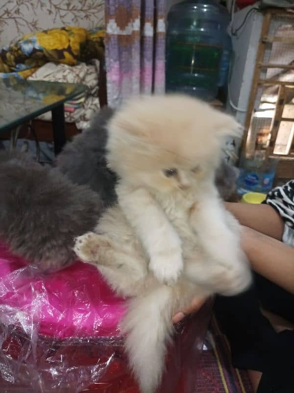 Persian kittens high quality breed 15