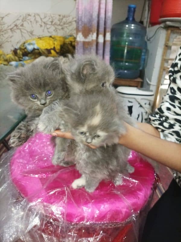 Persian kittens high quality breed 16