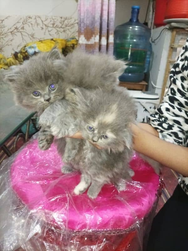 Persian kittens high quality breed 17