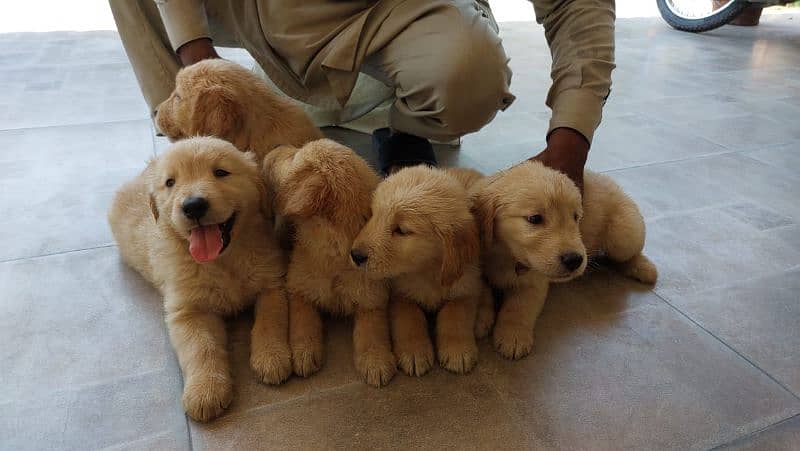 Golden retriever puppies male female available for new home 0