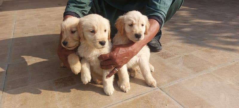 Golden retriever puppies male female available for new home 1