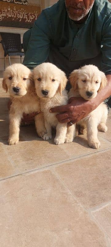 Golden retriever puppies male female available for new home 2