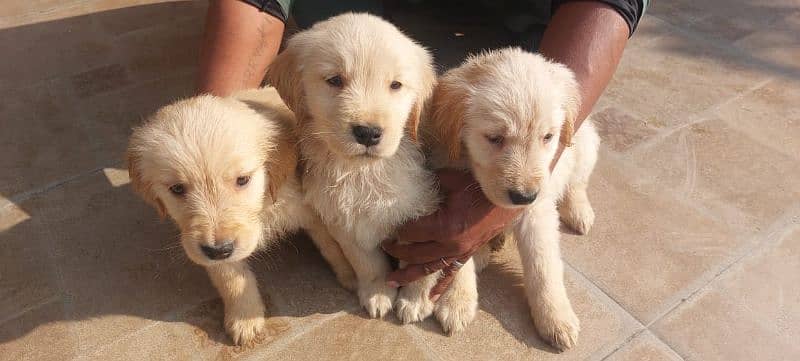 Golden retriever puppies male female available for new home 3