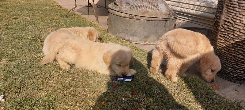 Golden retriever puppies male female available for new home 4