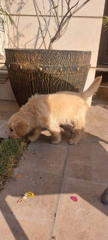 Golden retriever puppies male female available for new home 5