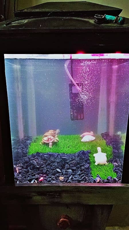 Best Aquarium setup for Beginners 2