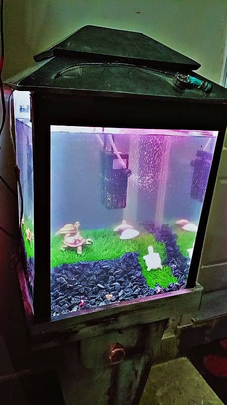 Best Aquarium setup for Beginners 3