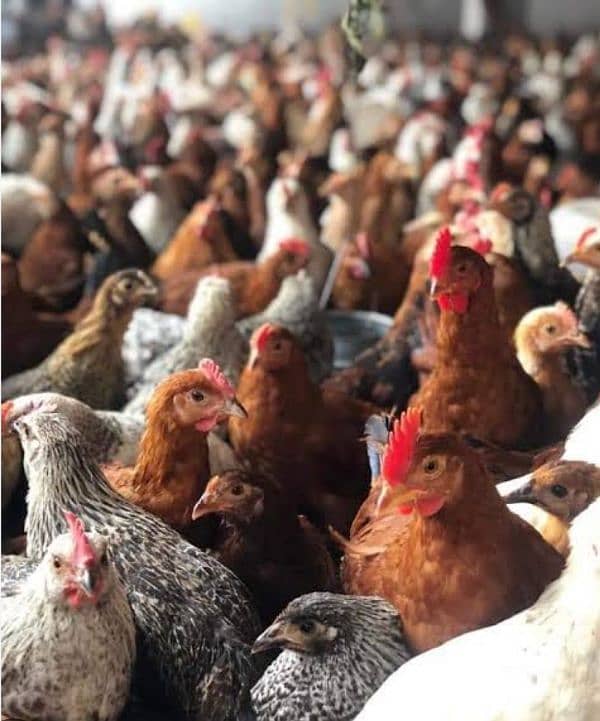 golden misri hens eggs liaing for sale WhatsApp number 03064047425 0