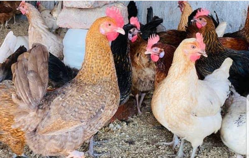 golden misri hens eggs liaing for sale WhatsApp number 03064047425 2