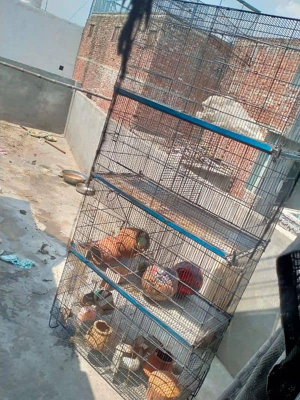 8 portion cage for sale 4