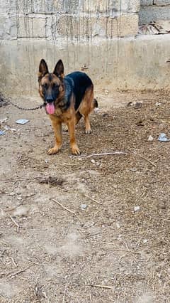 german shepherd female