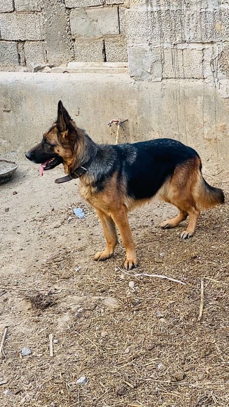 german shepherd female 1