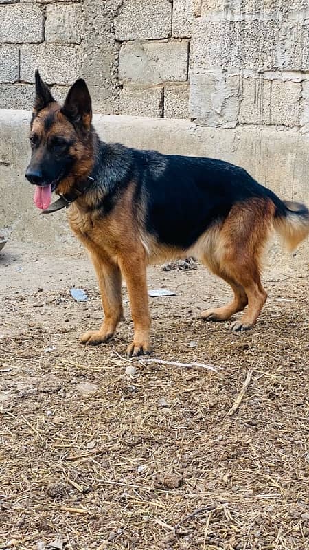 german shepherd female 2