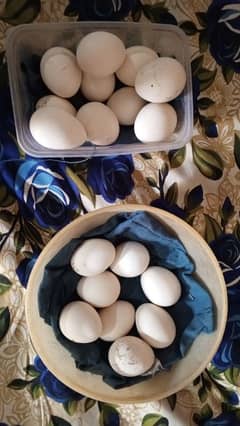 HEERA ASEEL Fertile Eggs FOR SALE in Multan