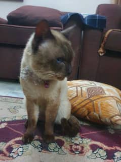 Thai Cat Female under 1 year