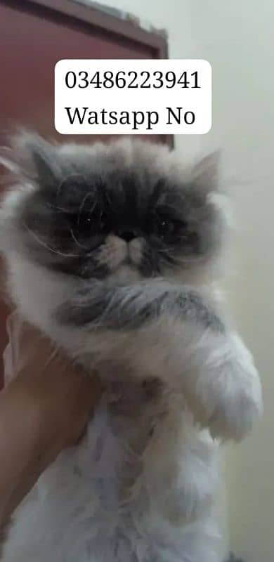 Persian Cat Female Triple Coated # Watsapp 03486223941 1