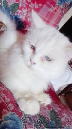 Persian cat for sale 0337/073/24/20 WhatsApp no