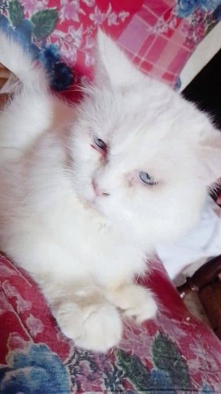 Persian cat for sale 0337/073/24/20 WhatsApp no 0