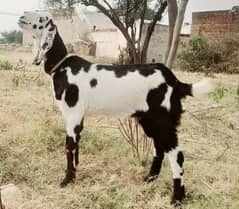 goat for sale