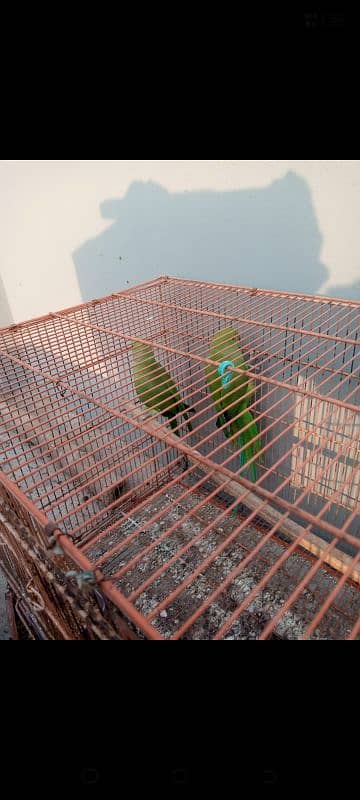 parrot for sale 0