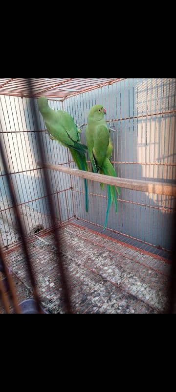 parrot for sale 2