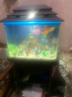 Fish Aquarium