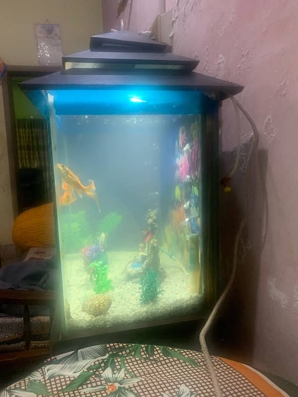 Fish Aquarium 3