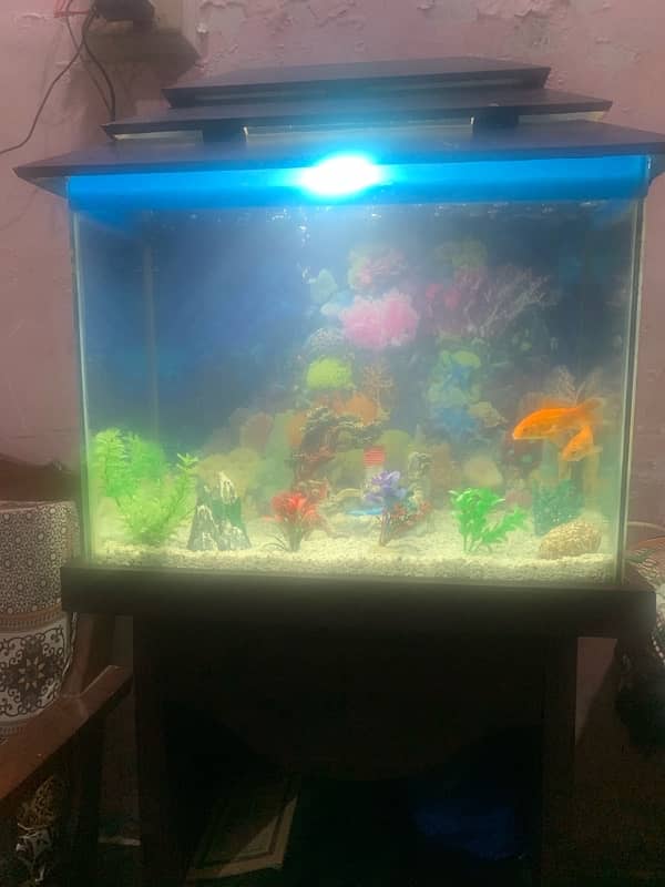 Fish Aquarium 5