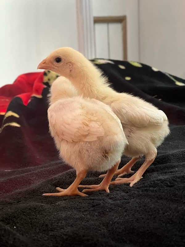 White O Shamo Chicks | King Shamo | Shamo Black | shamo | Aseel 6