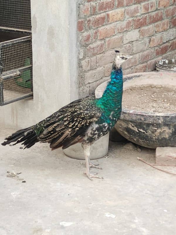 2 Black Shoulder & 1 White Peacock 0