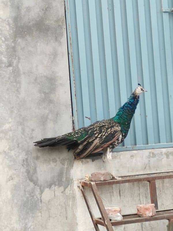 2 Black Shoulder & 1 White Peacock 1