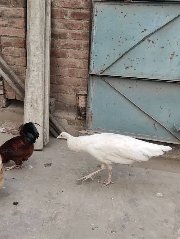 2 Black Shoulder & 1 White Peacock 12