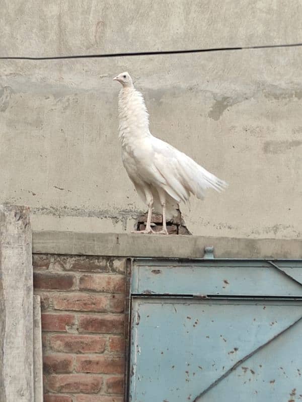 2 Black Shoulder & 1 White Peacock 14