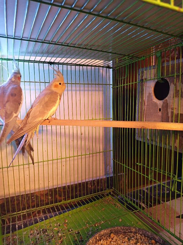 grey cockatiel 1