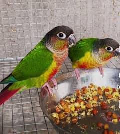 pineapple conure and yellow sided conure breeder pairs