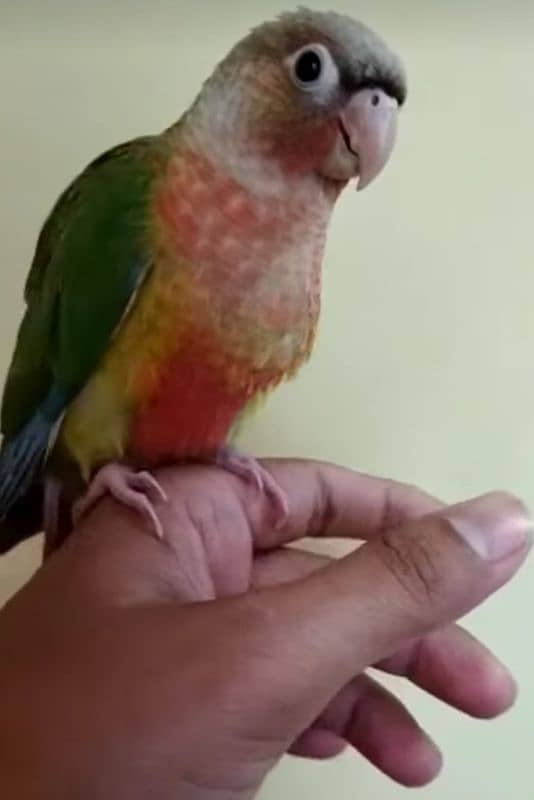 pineapple conure and yellow sided conure breeder pairs 1