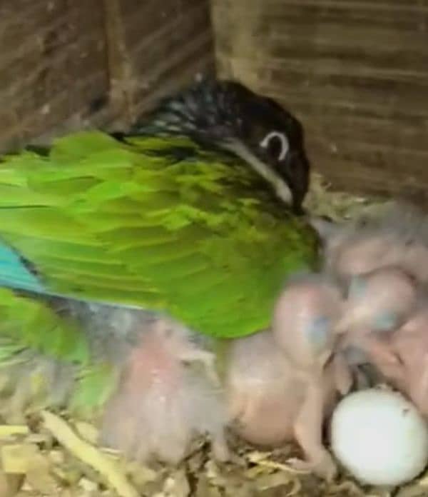 pineapple conure and yellow sided conure breeder pairs 2