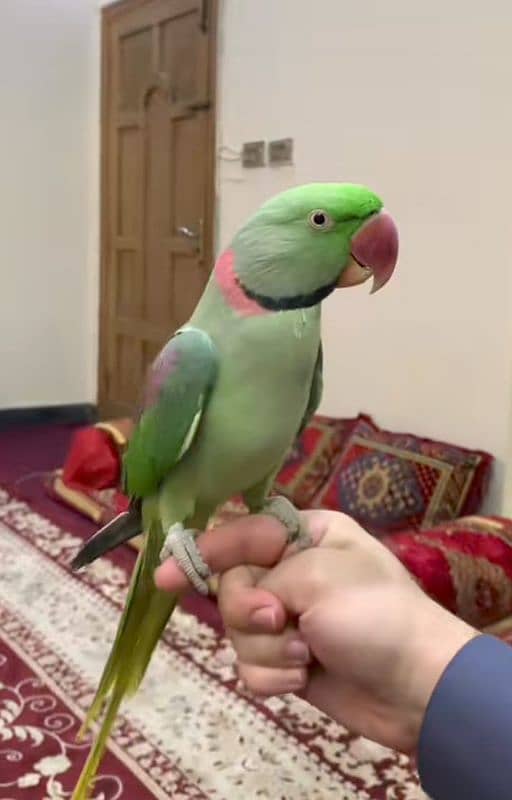 beautiful male raw parrot for sale 0