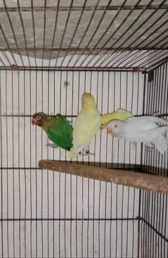 love bird, lovebird, Creamino, Decino, Albino, Parblu, Fisher