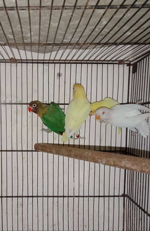 love bird, lovebird, Creamino, Decino, Albino, Parblu, Fisher 0