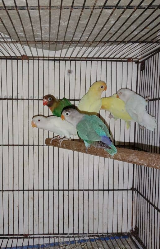 love bird, lovebird, Creamino, Decino, Albino, Parblu, Fisher 1