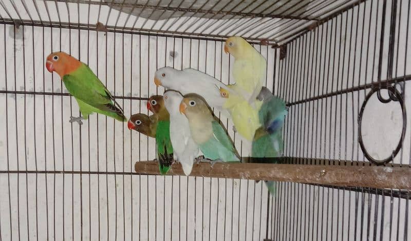 love bird, lovebird, Creamino, Decino, Albino, Parblu, Fisher 2